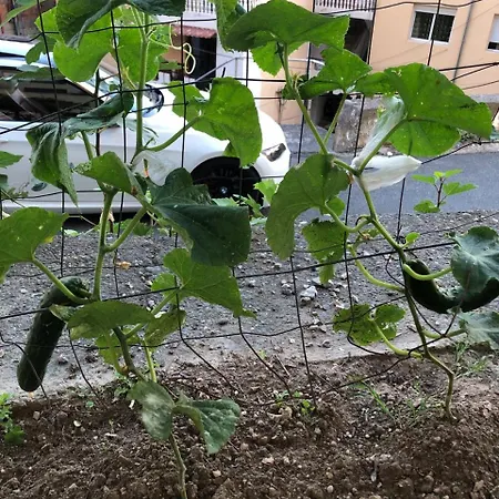 Casa de hóspedes Ergi's